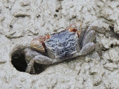 Pseudosesarma brehieri