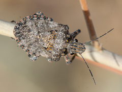 Brochymena parva