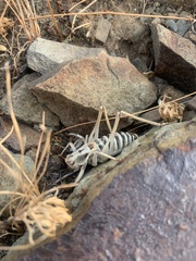 Idiostatus variegatus