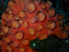 Tubastraea coccinea