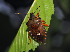 Pinthaeus sanguinipes