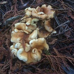 Tapinella panuoides