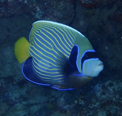Pomacanthus imperator