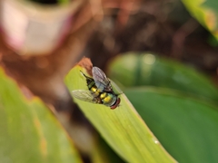Chrysomya megacephala