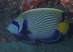 Pomacanthus imperator
