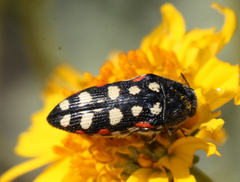 Acmaeodera gibbula