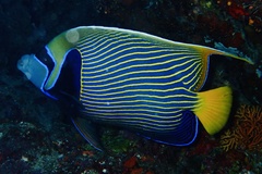 Pomacanthus imperator