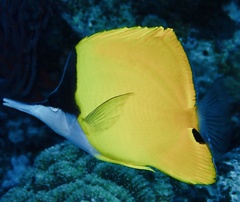 Forcipiger flavissimus