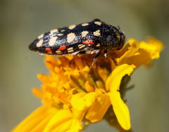 Acmaeodera gibbula