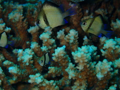 Dascyllus reticulatus