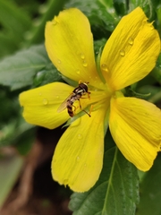 Ischiodon scutellaris