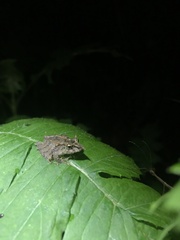 Pristimantis appendiculatus