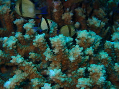 Dascyllus reticulatus