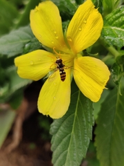 Ischiodon scutellaris