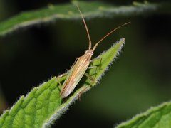 Stenodema calcarata