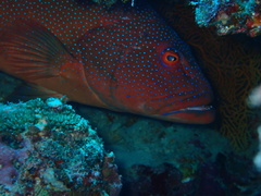 Plectropomus leopardus