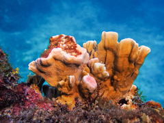 Millepora complanata