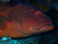 Plectropomus leopardus