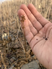 Micranthes occidentalis