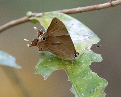 Riodinidae