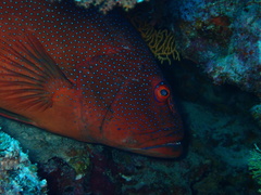 Plectropomus leopardus