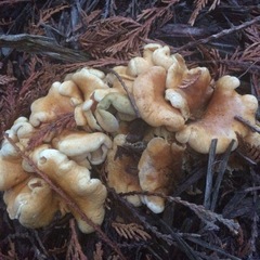 Tapinella panuoides