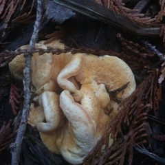 Tapinella panuoides