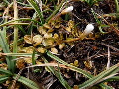 Epilobium komarovianum