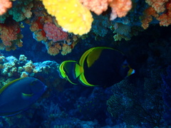 Chaetodon flavirostris