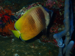 Chaetodon kleinii