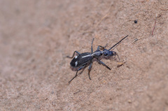 Cypholoba graphipteroides