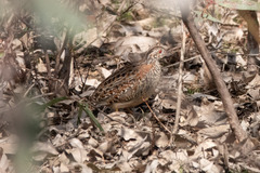Turnix varius