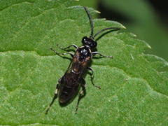 Macrophya albicincta