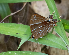Riodinidae