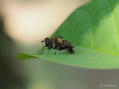 Mallota curvigaster