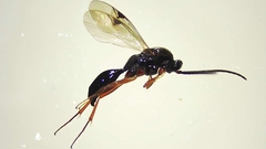 Proctotrupidae