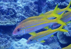 Mulloidichthys vanicolensis