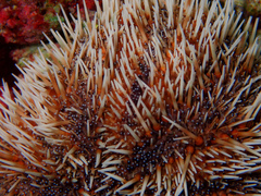 Tripneustes ventricosus