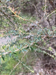 Leptospermum continentale