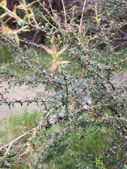 Leptospermum continentale