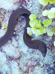 Gymnothorax miliaris