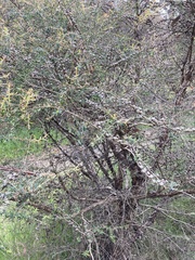 Leptospermum continentale