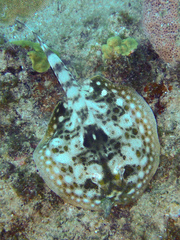 Urobatis jamaicensis