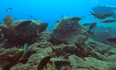 Cephalopholis colonus