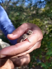 Phrynosoma coronatum