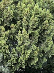 Juniperus monosperma