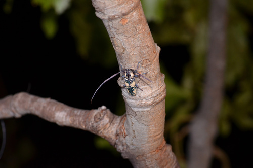 Prosopocera ferrierei