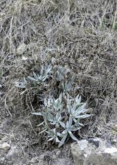 Dudleya verityi