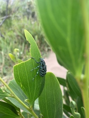 Chrysolopus spectabilis