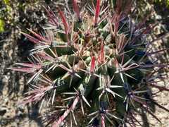 Ferocactus recurvus